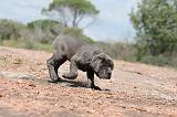 CANE CORSO 306